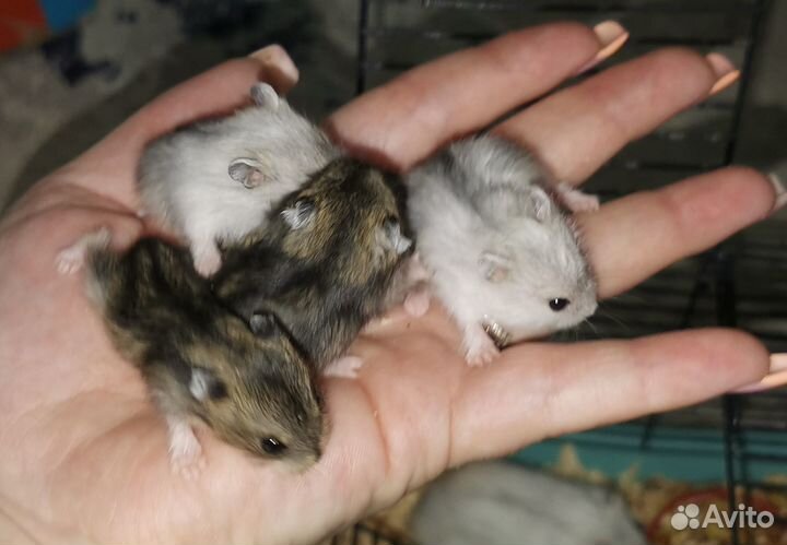 Джунгарский хомяк