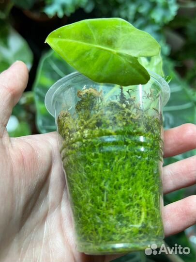 Алоказия фрайдек вариегатная