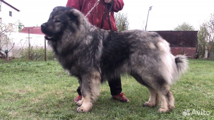 Кобель для вязки ко