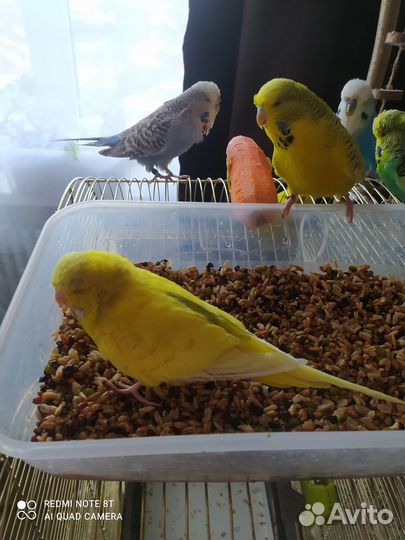 Волнистый попугай