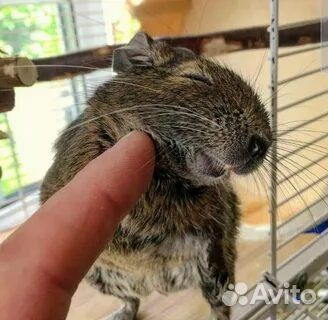 Продаем маленьких белочег Дегу Возраст 3 месяса, с