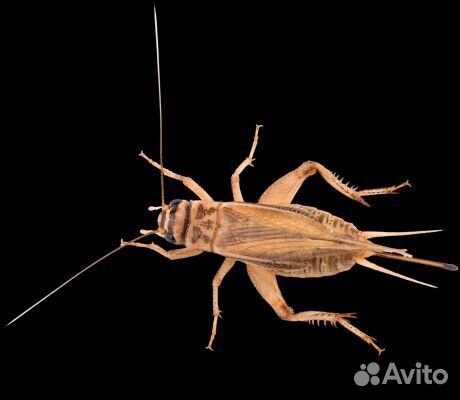 Кормовые насекомые: сверчок, таракан, зофобас и др