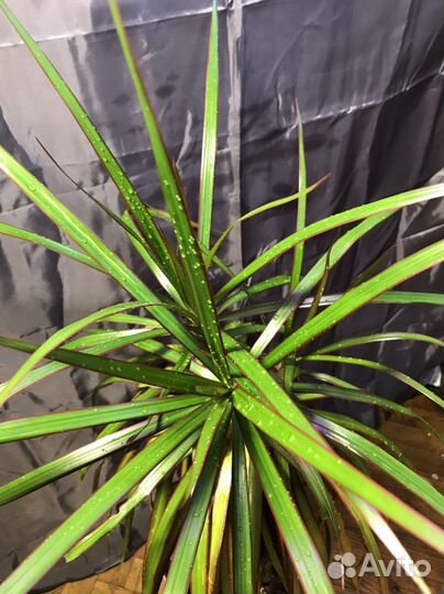 Драцена маргината