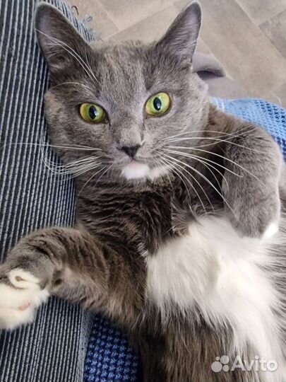 Кошка в дар