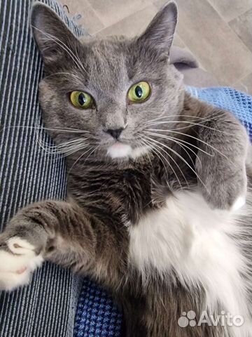 Кошка в дар