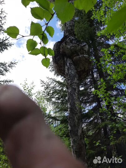 Берёзовый кап