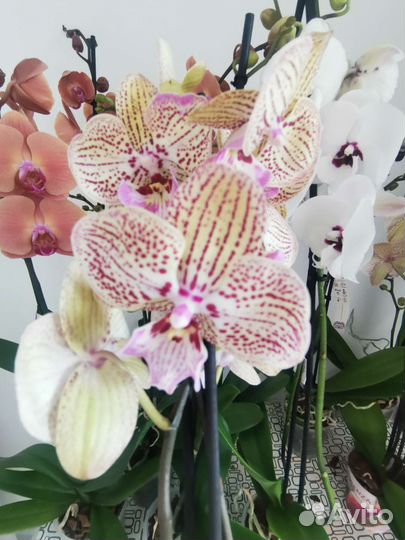 Орхидея биглип фисташковый