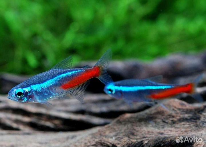 Рыбки аквариумные в магазине неоны голубые