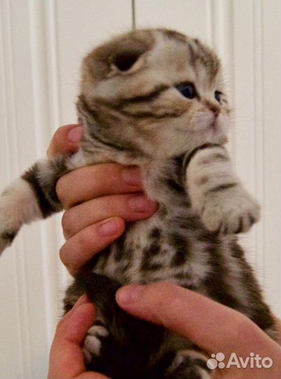 Котята медвежата