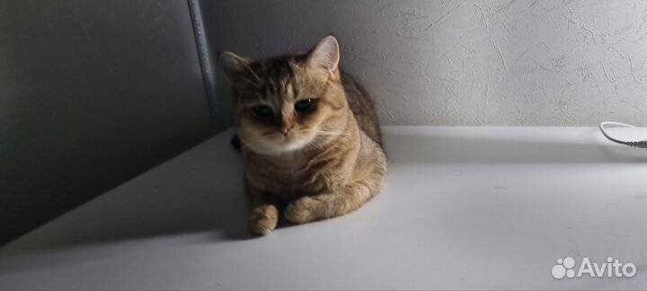 Кот Британская Шиншила Вязка