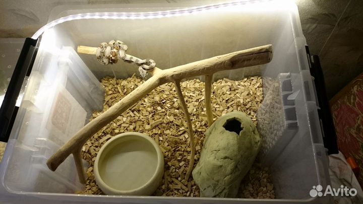 Передержка черепах и других террариумных животных