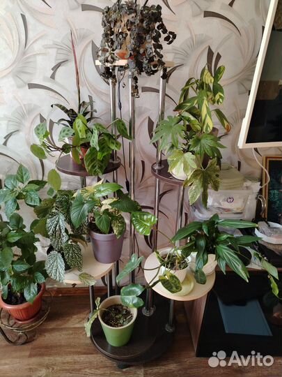 Полка для цветов