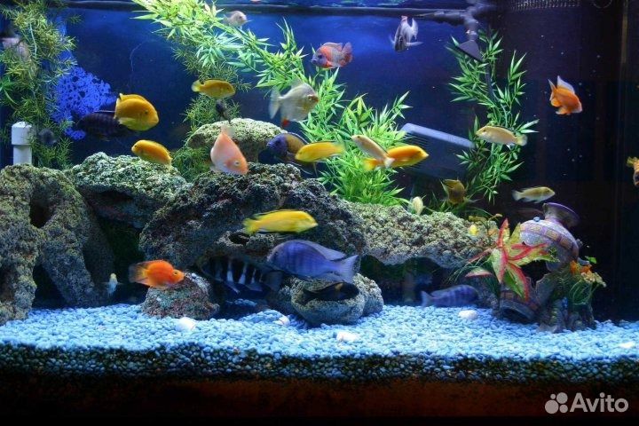 Аквариумы и обслуживание