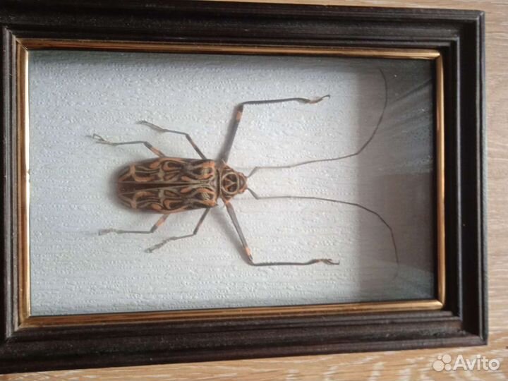 Жук Арлекин коллекционный в рамке