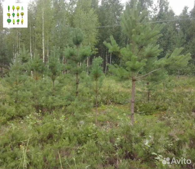 Крупномер сосна опт