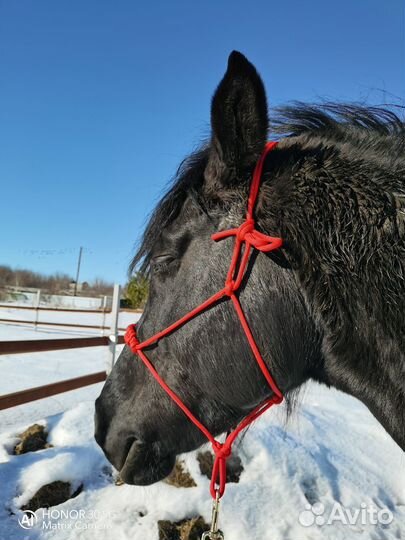 Конные вещи
