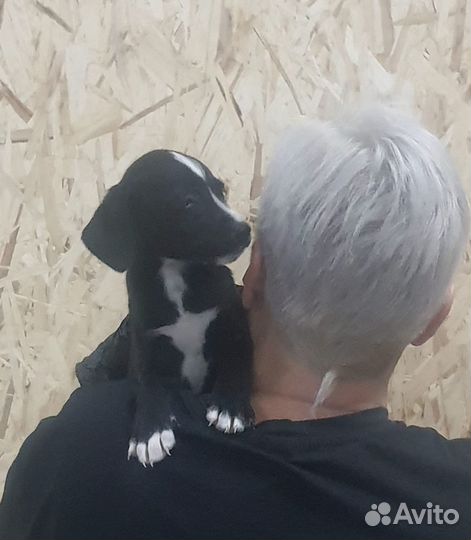 Щенок девочка бесплатно