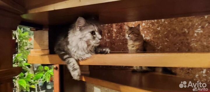 Котята мейн-кун