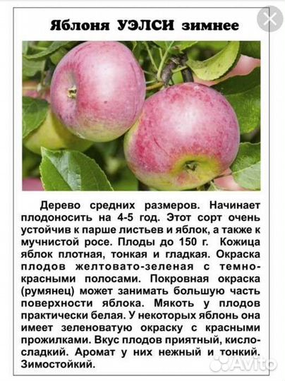 Груши и яблони(поступление)