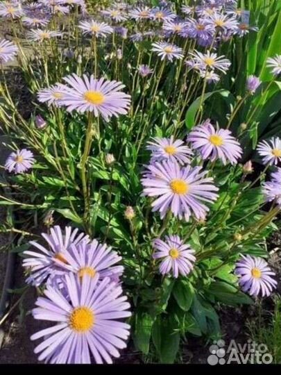 Многолетние цветы для сада