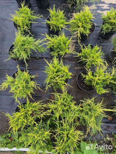 Можжевельник С3 контейнер в ассортименте