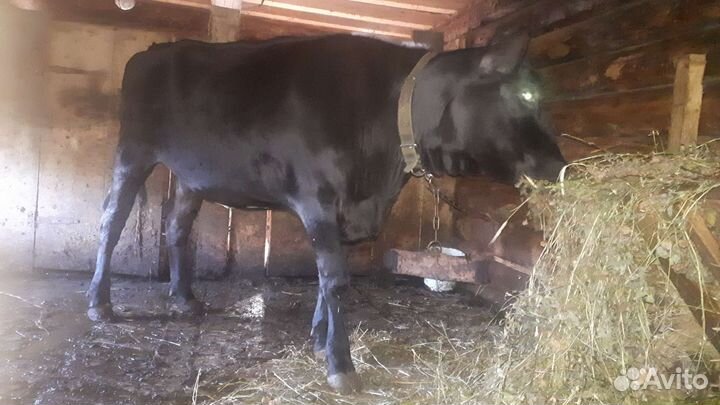 Телка стельная