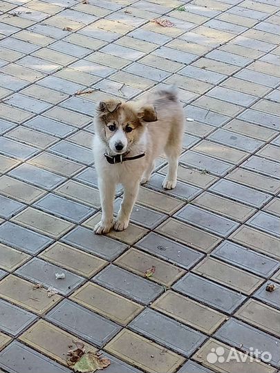 Лайка Помесь