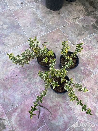 Астильба, бересклет