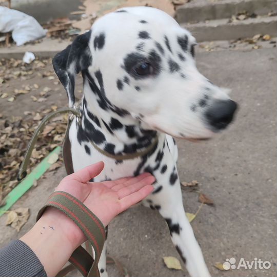 Собака долматинец