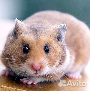 Хомячки на подарки сирийские,есть выбор