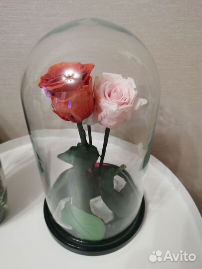 Стабилизированные розы