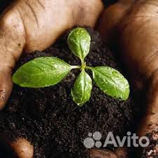 Биогумус (веримкомпост)