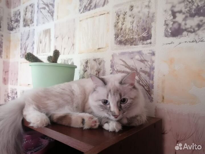 Кошка