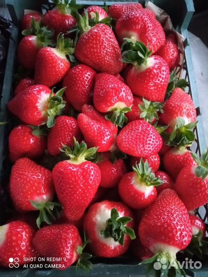 Рассада клубники азия, копанка