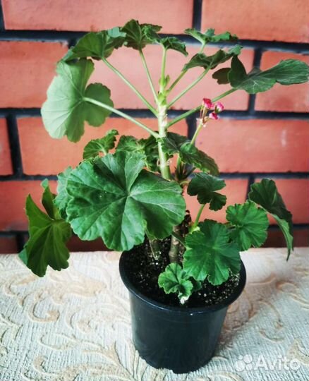 Пеларгония герань