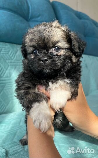 Щенки пекинеса