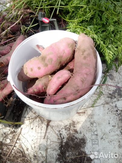 Черенки батата 3 сорта
