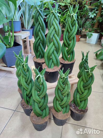 Сансевиерия Цилиндрика