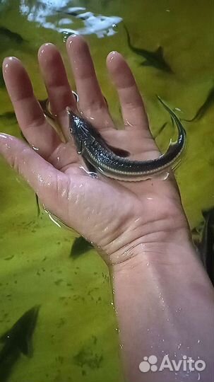 Малëк, рыбопосадочный материал