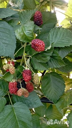 Ежевика ремонтантная