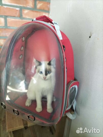 Котята в дар бесплатно