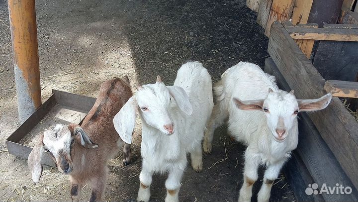 Козлята