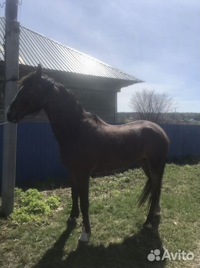 Орловская кобыла