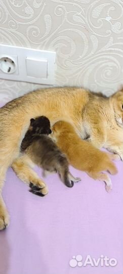 Котятки золотая шиншилла