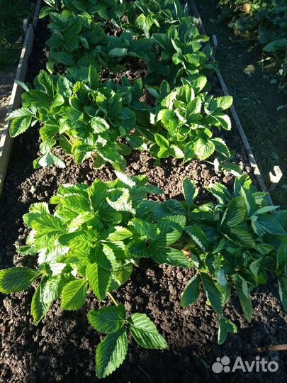 Клубника усы