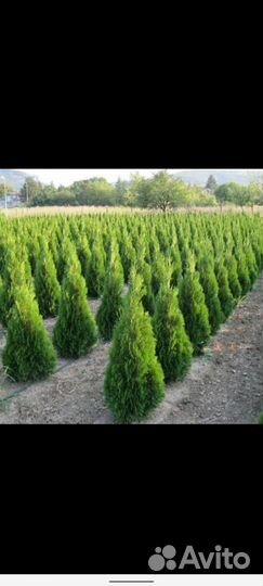 Туи хвойная растения