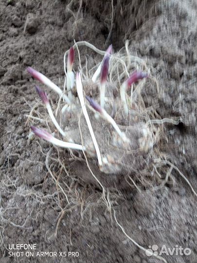 Продам луковицы лилий