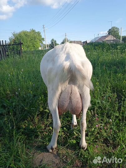 Коза ламанча