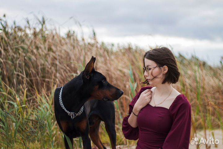 Фотосессия с доберманом, собака для фотосессии