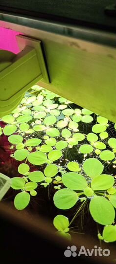 Растения пистия